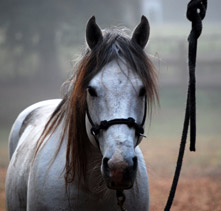 Florida Cracker Horses